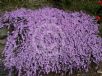 Drosanthemum floribundum