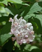 Deutzia hybrida Mont Rose