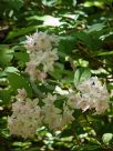 Deutzia hybrida Mont Rose