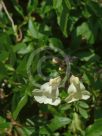 Salvia microphylla Iced Lemon