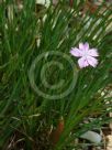 Dianthus basuticus