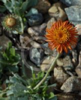 Haplopappus macrocephalus