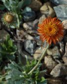 Haplopappus macrocephalus