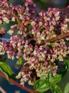 Coriaria japonica