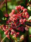 Coriaria japonica