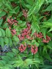 Coriaria japonica