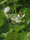 Viola odorata Alba