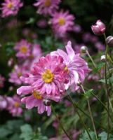 Anemone hupehensis japonica Prinz Heinrich