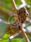 Eucalyptus conglobata