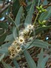 Eucalyptus rigens