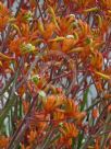 Anigozanthos Bush Ochre