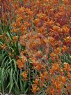 Anigozanthos Bush Ochre