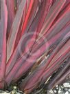 Phormium Guardsman