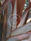 Phormium Border Black