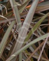 Phormium Elfin