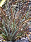 Phormium Elfin