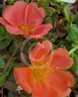 Portulaca Hot Spots