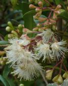 Syzygium australe Hunchy