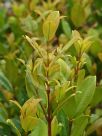 Syzygium australe Hunchy