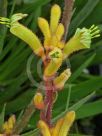 Anigozanthos Bush Tenacity