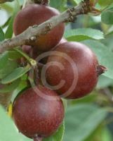 Malus domestica Ballerina Maypole