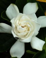 Gardenia jasminoides Magnifica