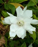 Gardenia jasminoides Four Seasons