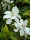 Gardenia jasminoides Four Seasons