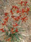 Anigozanthos Kings Park Federation Flame