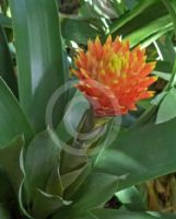 Guzmania conifera