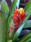 Guzmania conifera