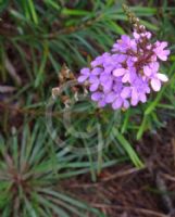 Stylidium productum