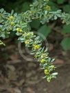 Berberis carminea Sparkler