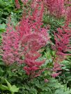 Astilbe arendsii Granat