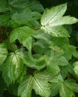 Acer pseudoplatanus Brilliantissimum