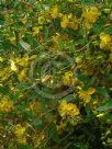 Hypericum kouytchense