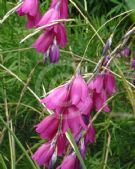 Dierama pendulum