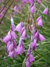 Dierama pendulum