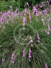 Dierama pendulum