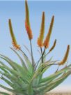 Aloe Bottlebrush