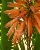 Aloe Copper Shower