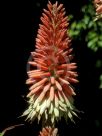 Aloe Diana