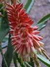 Aloe Diana