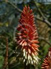 Aloe Diana