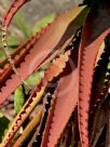 Aloe Erik the Red