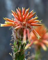 Aloe Gemini