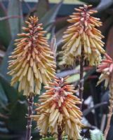 Aloe Moonglow