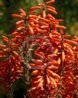 Aloe Outback Orange