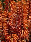 Aloe Outback Orange