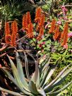 Aloe Outback Orange